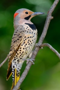Yellow shafted flicker